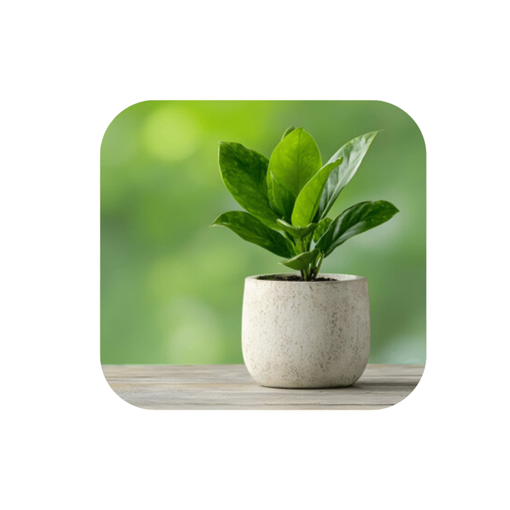 Home Untitled Design 6 1024x1024